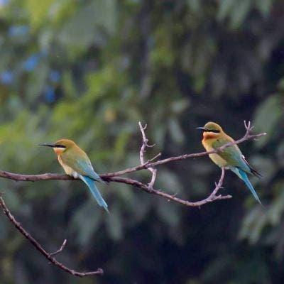 Birdwatching Experience with Transfers within Desaru Johor (Shared)
