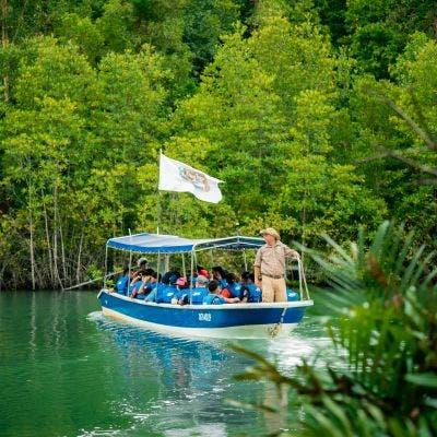 Mangrove Wildlife Cruise