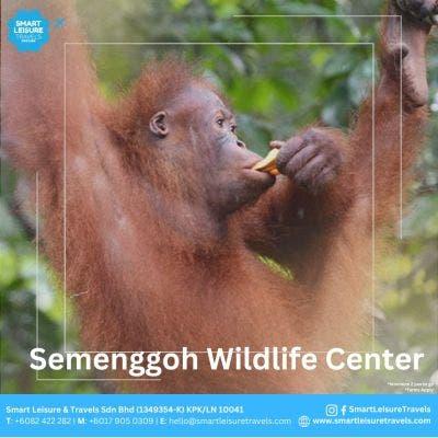 Semenggoh Wildlife Center Day Tour (Min 2 pax)