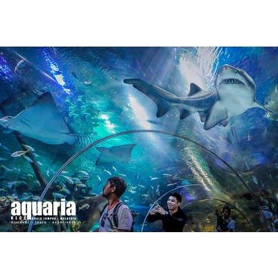 Aquaria KLCC for Non Malaysian - Peak (Weekend & PH)