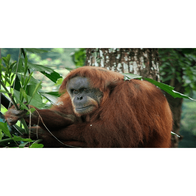 Zoo Negara for Malaysian
